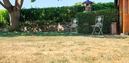 Photo: dry grass in a back yard