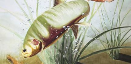 A watercolor of a trout feeding underwater
