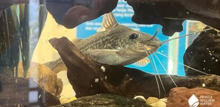 A very happy-looking catfish in a fish tank