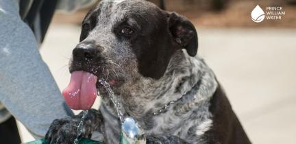 A dog drinking from a pet-height water fountain