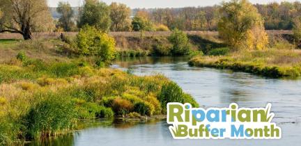 Riparian buffers are strips of native vegetation that protect pollution from entering bodies of water like the Occoquan River.