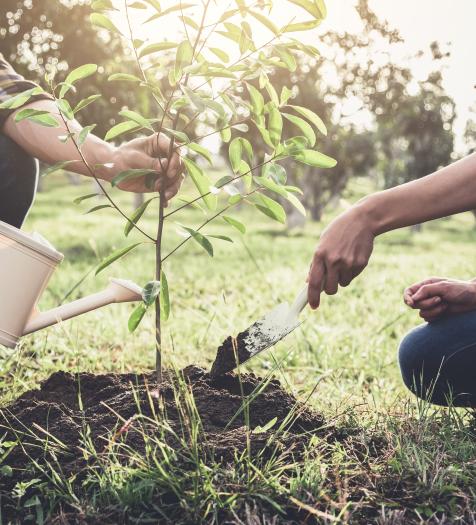 Photo: two individuals planting a small tree
