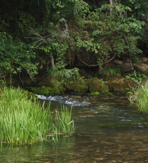 Healthy green plants growing in a stream